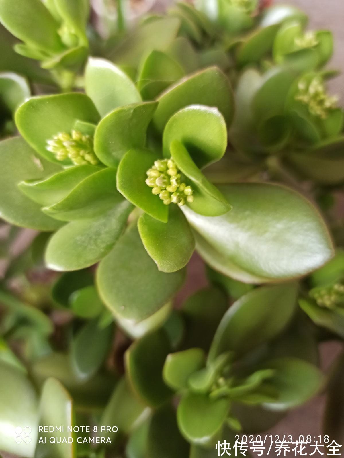 老一辈人说,4种绿植不常开花,一开花就预示有好事儿,你见过吗