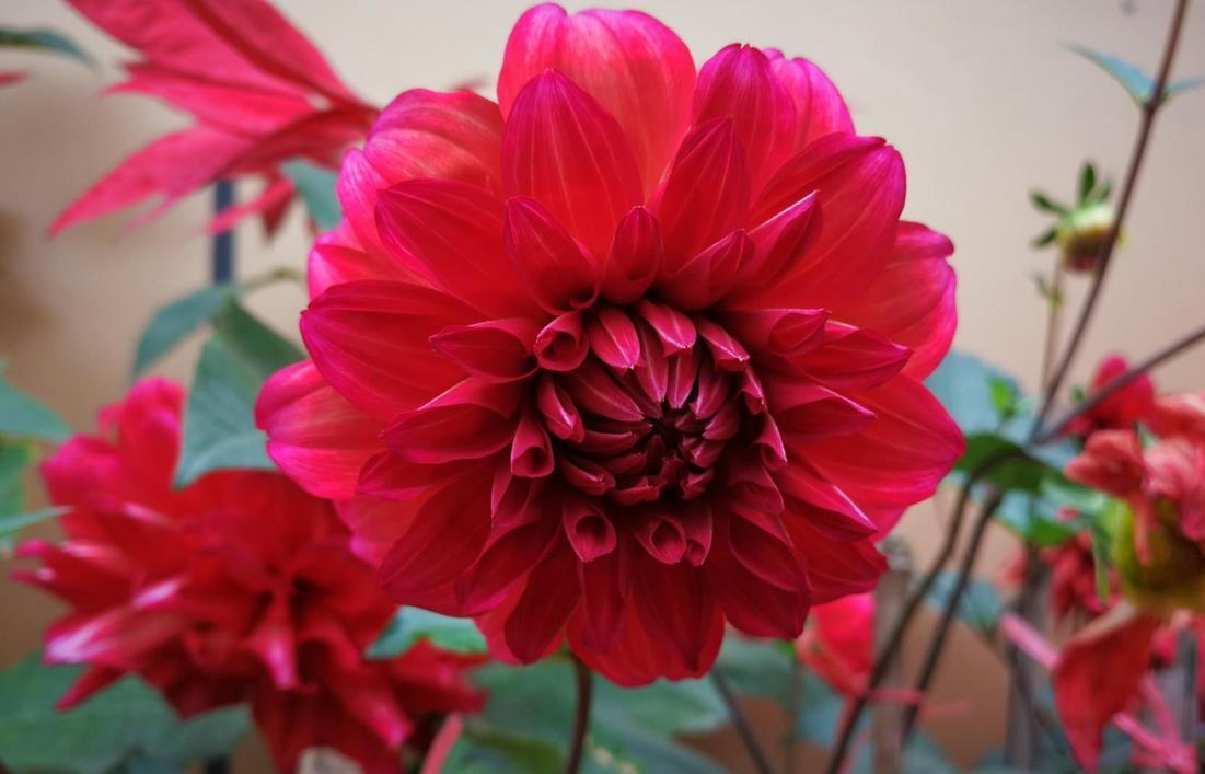 客厅|这几种特殊花不能放在客厅,别看开花美,但花香实在顶不住