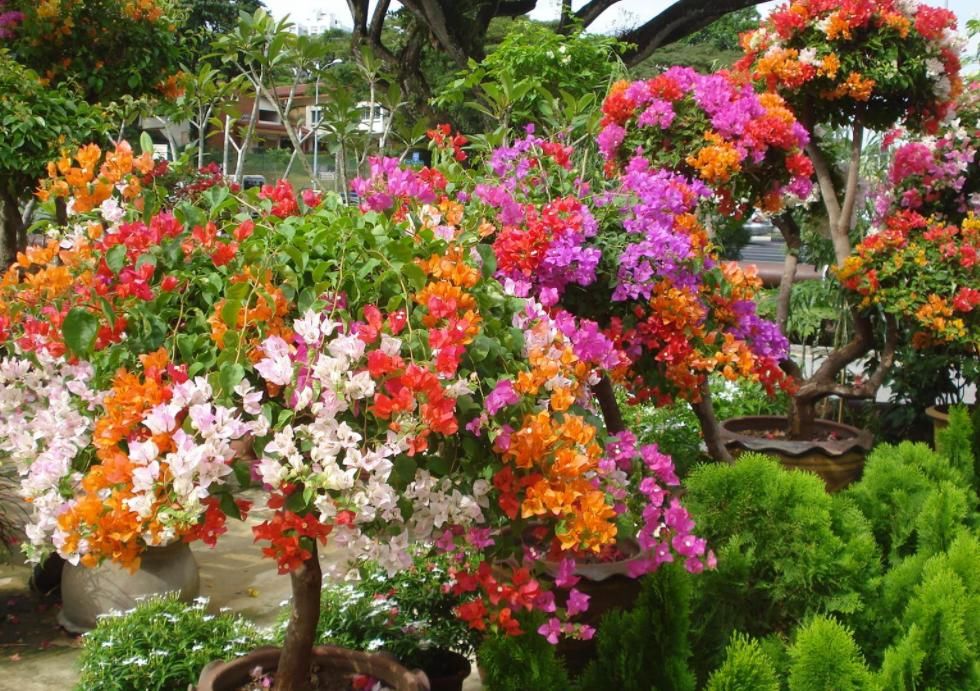 盆栽三角梅该怎么催花？谨记2点，轻松达到目的