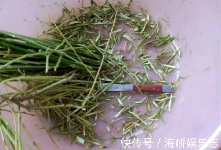 柳枝|它是天然“生根剂”，给花浇一点，根系壮猛发芽！