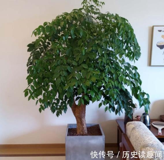 5种花再喜欢也别养在家里,对我们的健康不利,你家养了几种?