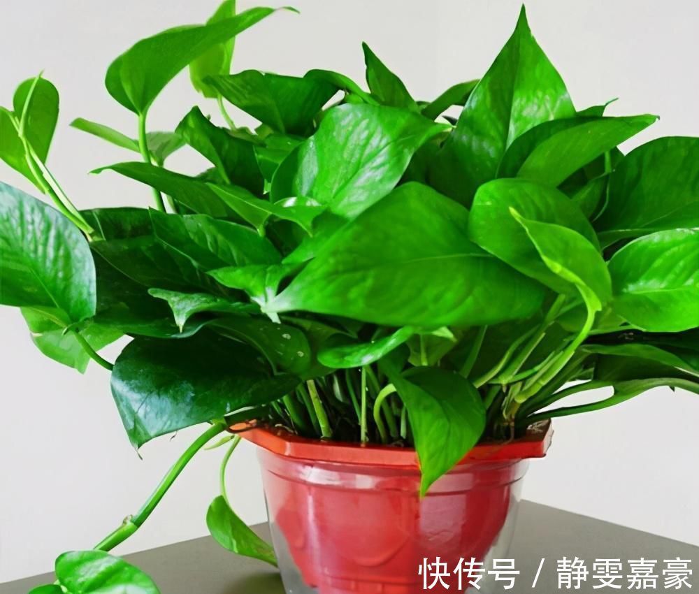 这3种花养一盆就上瘾，枝条贼好扦插，一盆能生好几盆