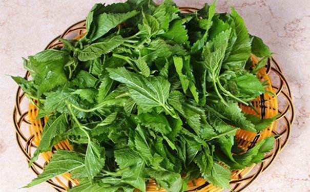 桑叶|天然长寿药，坚持泡水喝，效果一级棒，还能喝出好皮肤