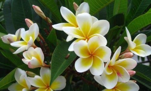 不想體內有毒素，多吃的食物，促進排便，分解脂肪，體重下降快