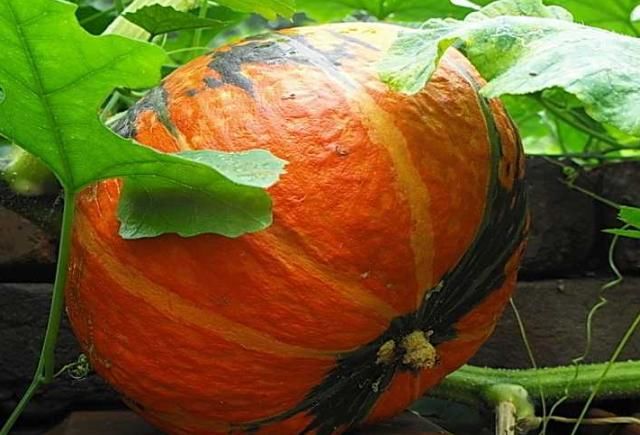 没人要的菜叶子，养生效果居然这么好，戒烟止咳找它没错