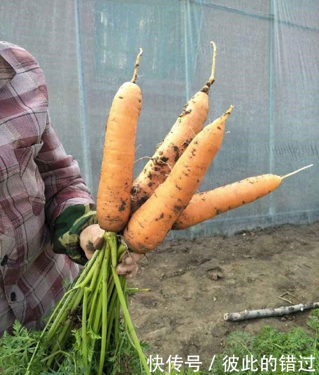买胡萝卜时,这3种不能要,菜贩子自己都不吃