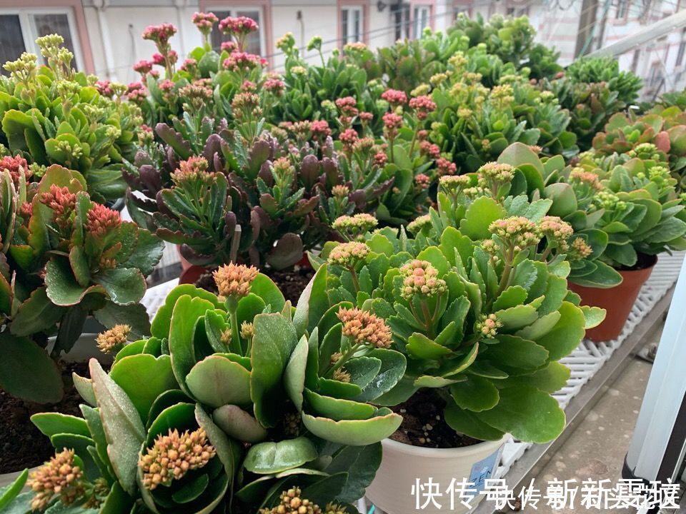 花海|她对长寿花“痴迷”,2个阳台、6个窗台都摆满了,过年开成花海