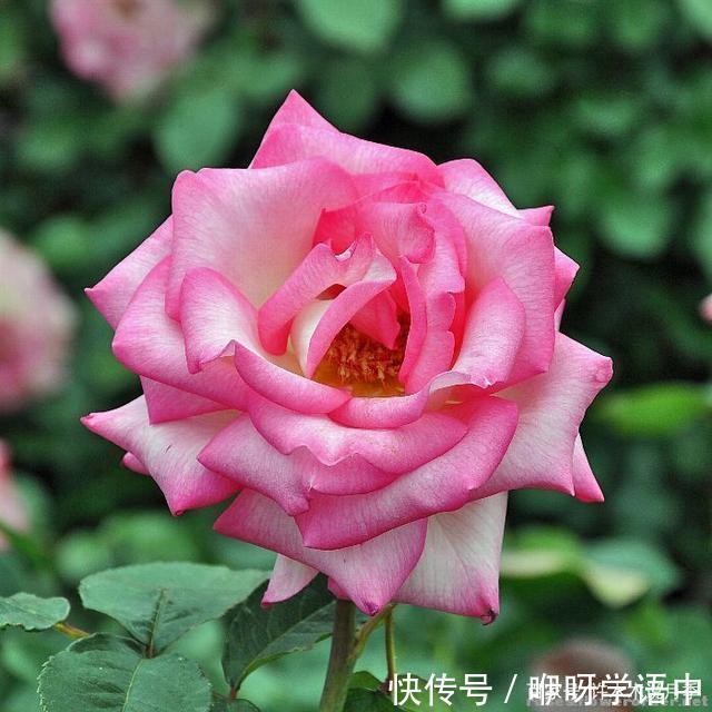 粉色|5款唯美粉色月季。美人如玉粉妆琢,粉色娇羞白如雪。抗病好养