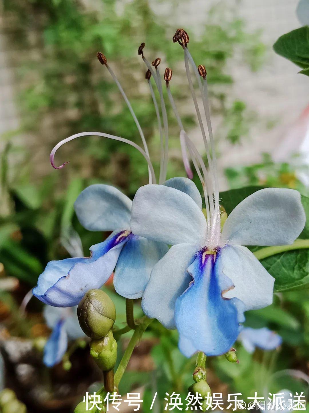 5种花真稀罕,叶子越晒越红彤彤,一盆能开20朵!