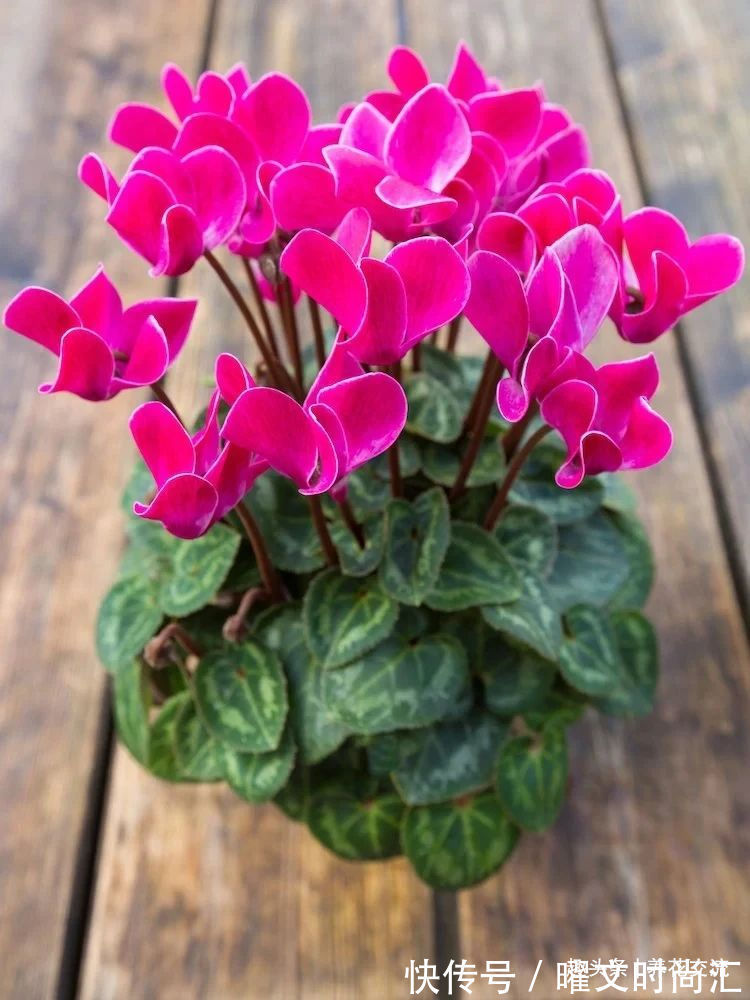 10种适合在秋季购买的盆栽花卉,提前买好,冬春时节持续有花开