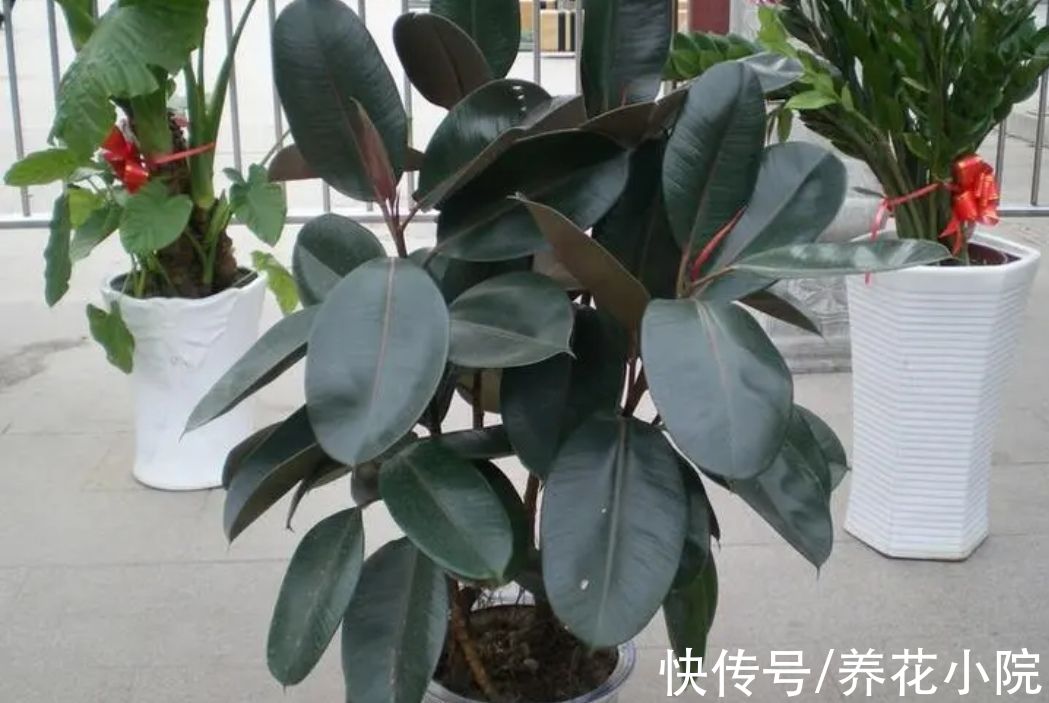 橡皮树不长新叶,4个方面没有做好,改正后长得枝叶繁茂