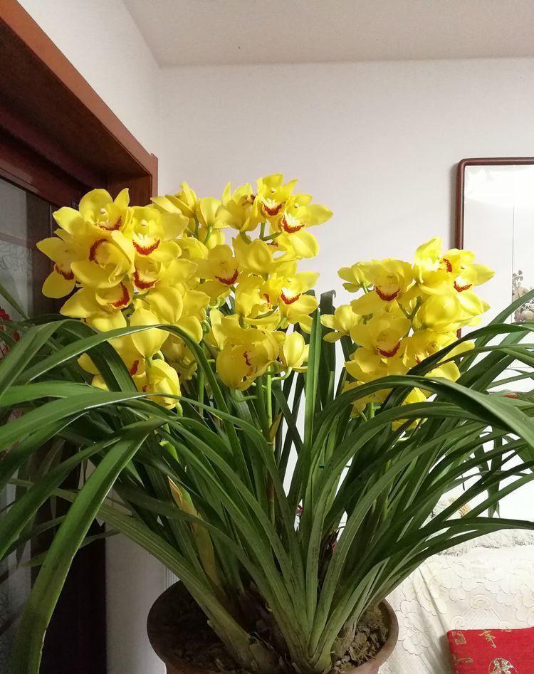 开花最香的4种花,家里养一盆,看了就让人沉醉,年年开花不断