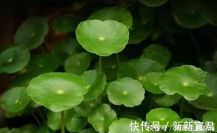 积雪|农村有种野草,可凉拌吃可药用30元一斤,农民却不知当杂草除掉