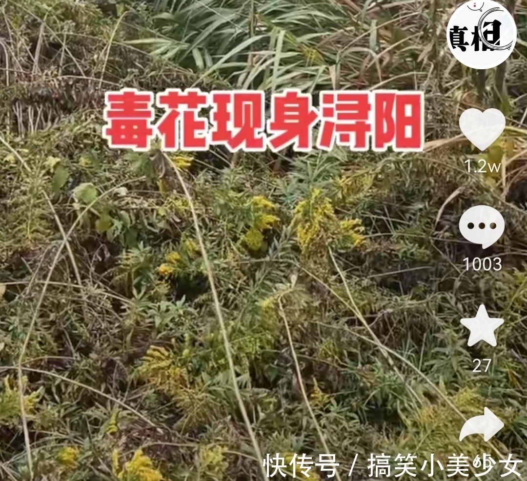 一枝花$杜新枝要进万达房子；许敏亲哥哥发布消息：毒花现身浔阳