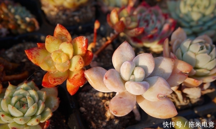 春天，去天台赏肉