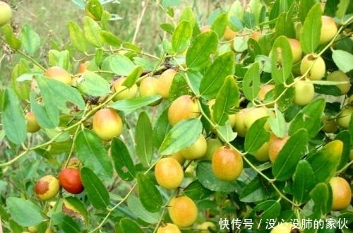 东方睡果|农村山上的“东方睡果”,农村娃都爱吃,有生津止渴的作用