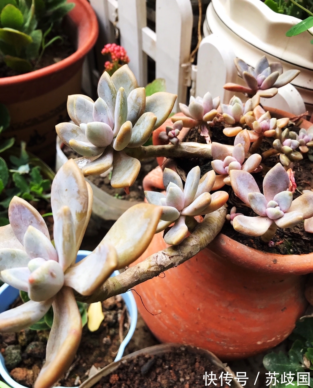 这“三多肉”是爆崽小能手,颜值高易爆盆,却因便宜“无人问津”