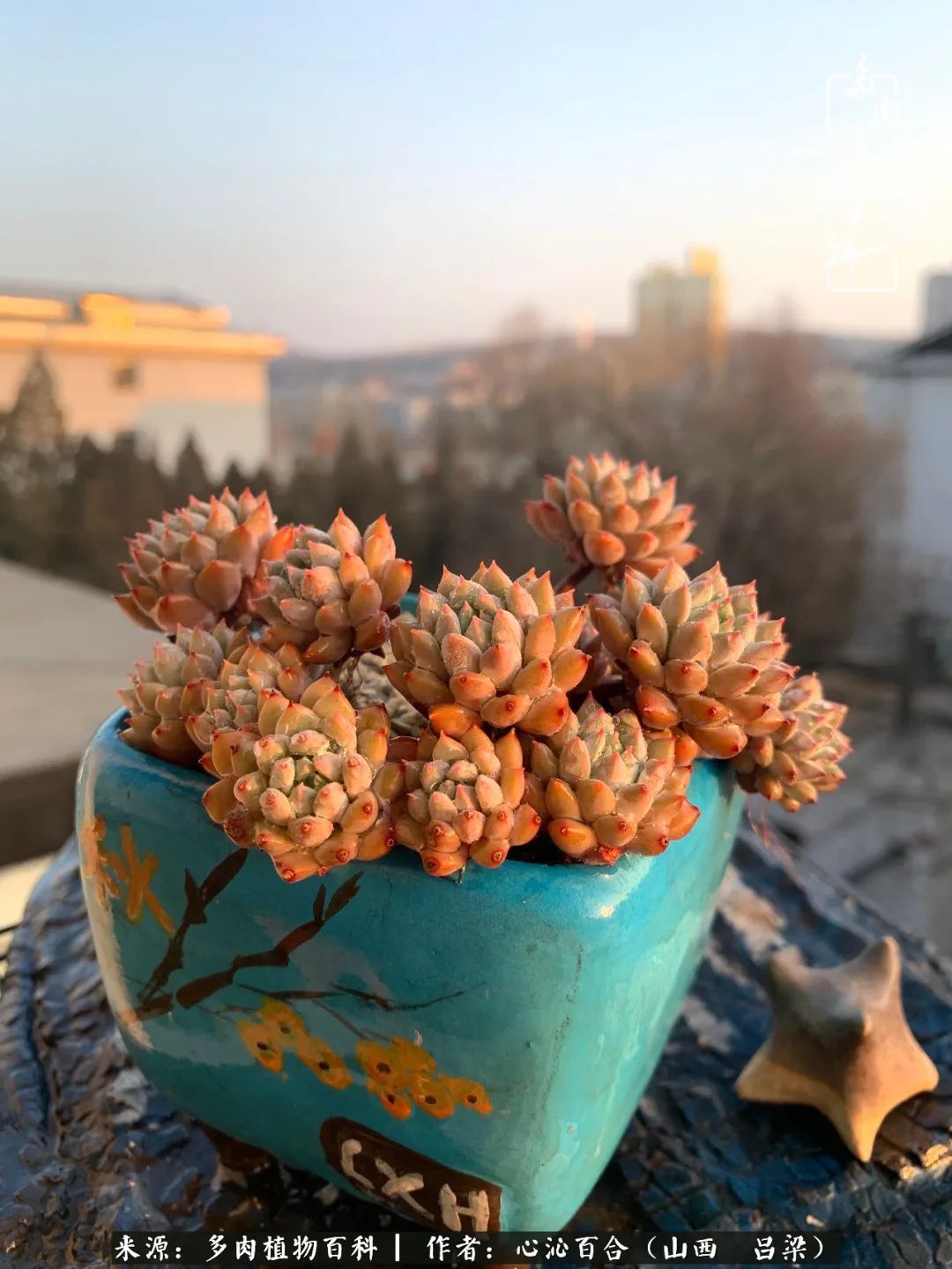 夏季的多肉,绿色才是主色调!努力呵护,期待绽放的那一刻!