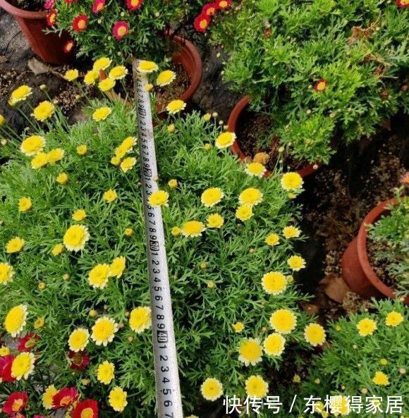 养花通用大法，“干养根，湿养叶”，能满足这1点，不愁养不好