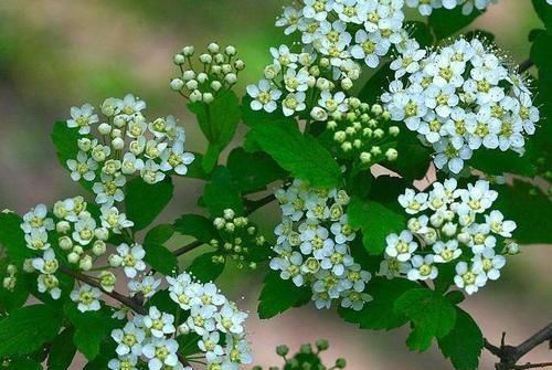 最惹人喜欢的3种花,开花时间超200天,好养如绿萝