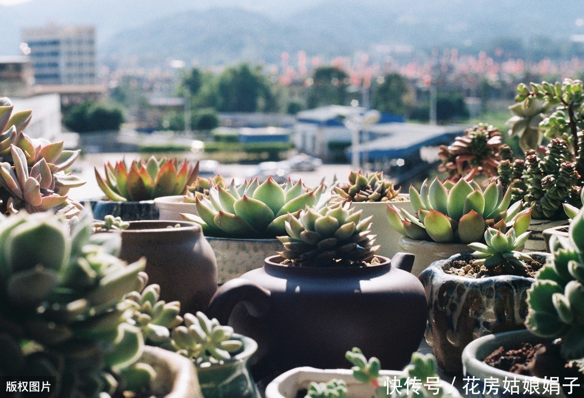 仙客来|到了夏天，7种花浇水越多挂的越快，如何安全度过4个月的休眠期