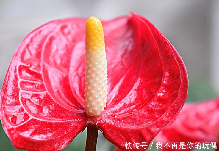 种花|适合懒人养的3种花,怎么养都养不死,开花漂亮花量大,容易爆盆