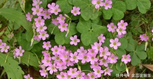 老花农都喜欢的5种花,号称“开花机器”,养几盆四季有花赏!