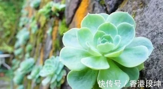 宝石花|这一种“高颜值”多肉植物，大部分人用来当盆栽种，其实是上好药