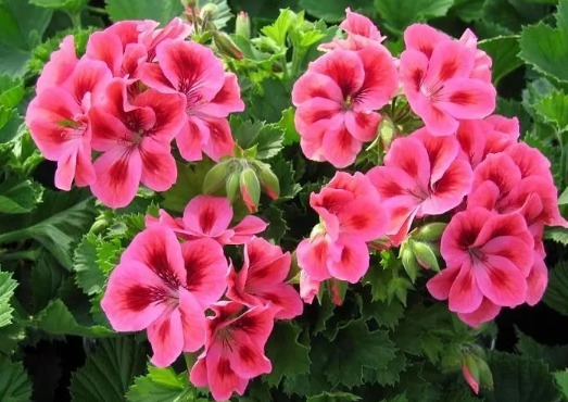 养长寿花、天竺葵的小技巧，学会了让长寿花花开爆盆！