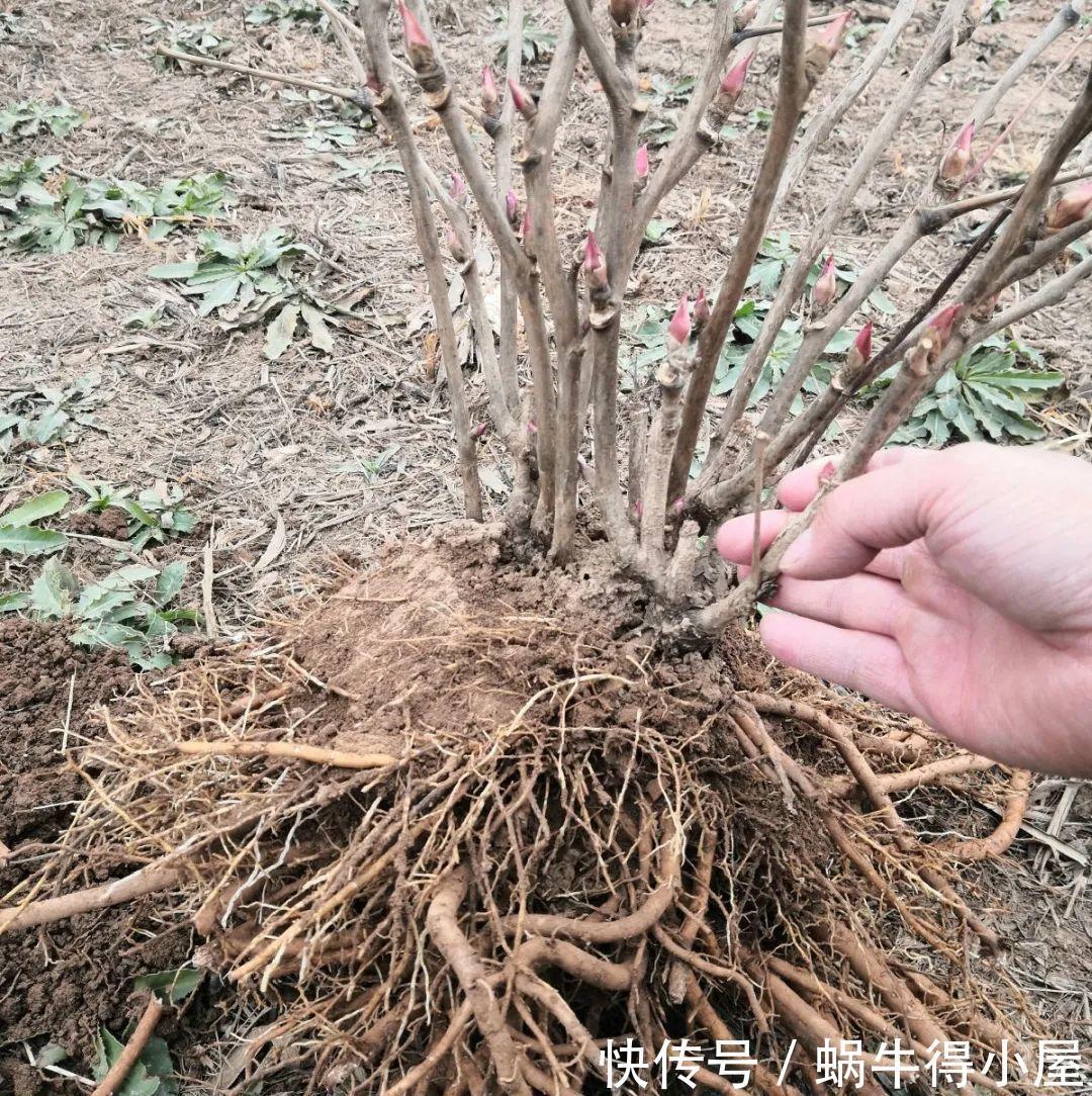 牡丹|这现在不能换盆的花,土一松就没命,白养大半年