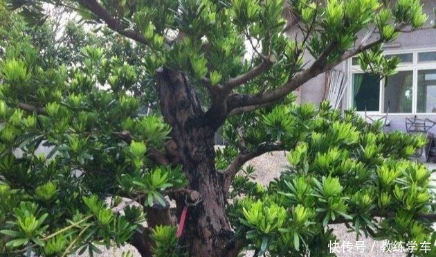 罗汉松这样养,“绿油油”的叶子不发黄!罗汉松这样养,“绿油油”的叶子不发黄!