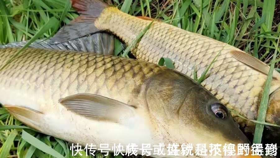 瞬间|你还别说，自从用这方法来对付鲤鱼，不吹不黑，竿子瞬间被拉弯