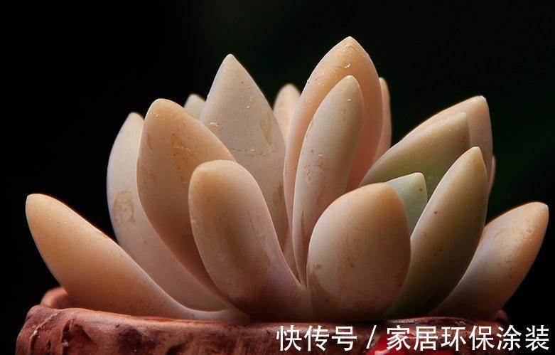 童话里走出来的多肉,就是你的王子,你细细体会