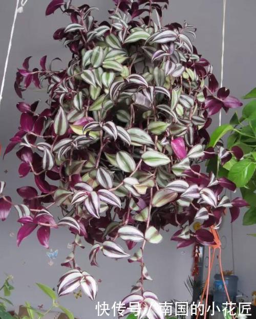 枝繁叶茂|5种吊兰,好养护颜值高,家里养一盆,四季枝繁叶茂!