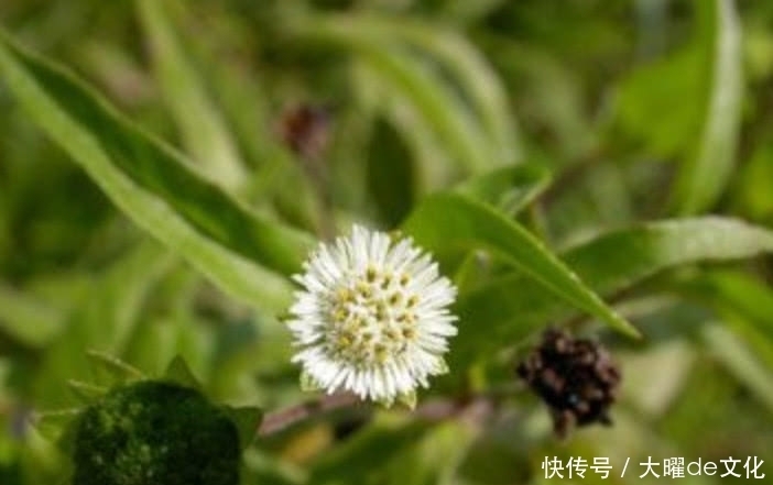 侵权请告知删除|这种野草在农村遍地有，就连牲畜也不愿吃，偏偏药用有奇效