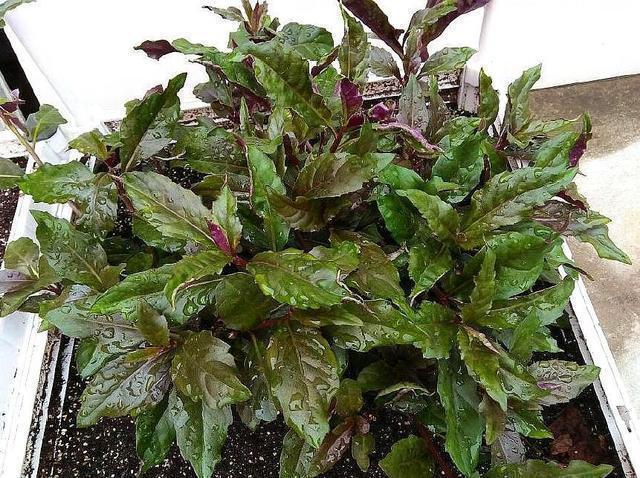 消失|7种农村快要消失的美食,你见过,不一定吃过哦