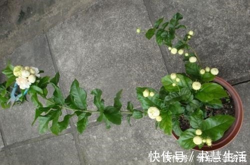 基质|茉莉花不用花钱买,家里有一盆变出好多盆,全靠这一招!