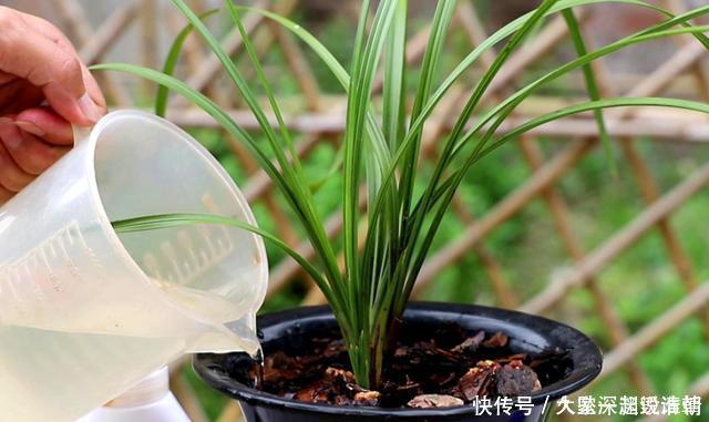 花芽|兰花一年只用2种肥,选对时机用,蹭蹭冒新芽,呼呼长花苞