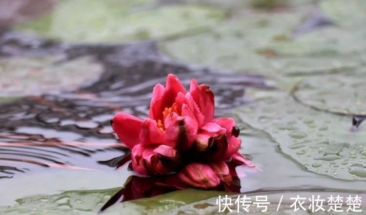 “四蒂睡莲”长什么样?一起来花博园看荷花、莲花群芳争艳