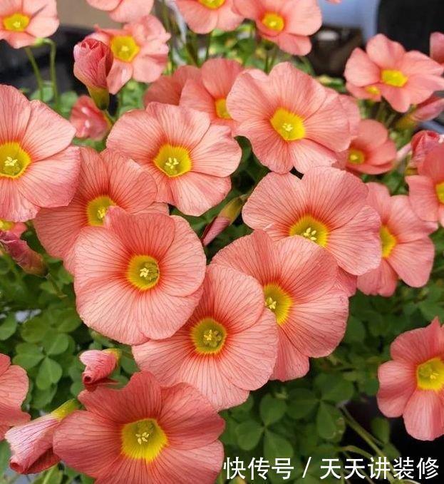 3种花美的出奇,不仅花好看,名字也好听,你养了吗?