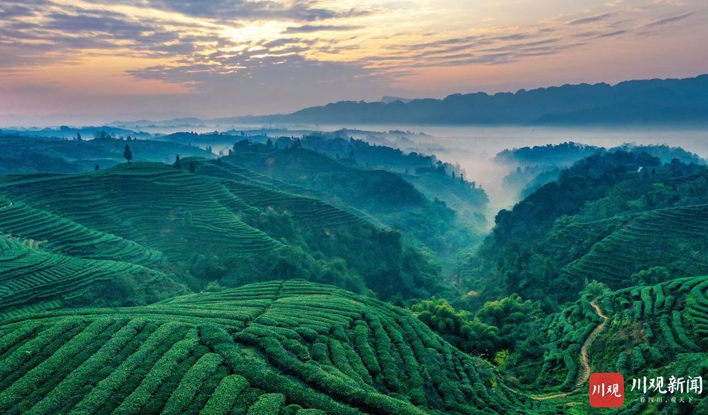 低薪|雅安名山：茶园日出如画似卷