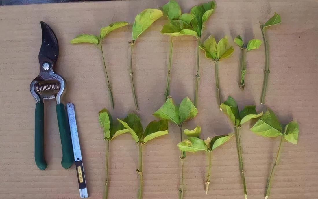 分享2个冬天扦插的小方法,10种花现在扦插正当时,生根快又壮