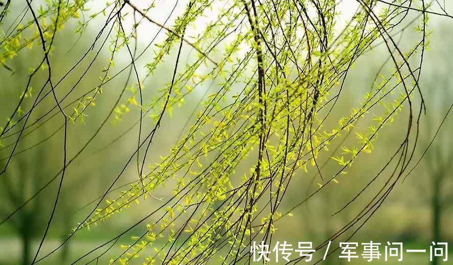 芭蕉|俗话说“一个绿萝七个鬼”,养绿萝真的好吗?老祖宗都有啥讲究