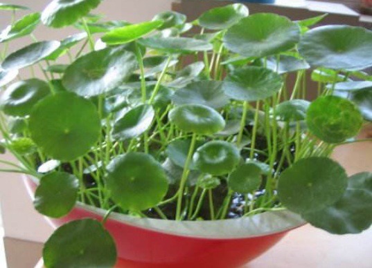 没有花盆，媳妇从厨房拿个“碗”，养花反而长得更茂盛，新鲜了