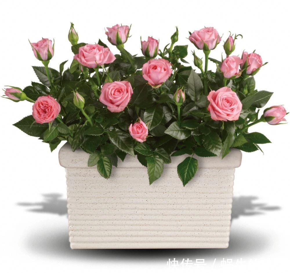 不同环境适合养的盆栽花卉，选合适自己的开花植物很重要