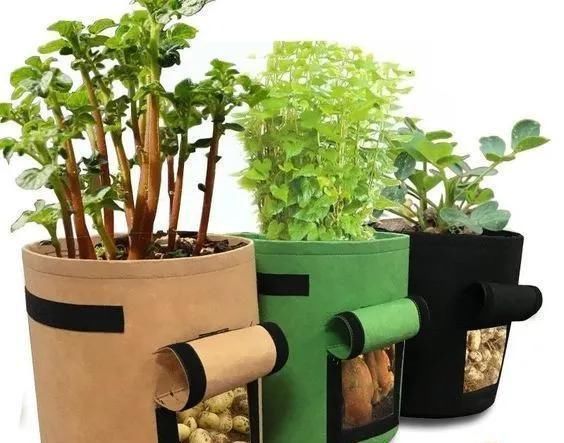 植物|没地种花种菜,没时间浇水几个塑料瓶就能解决,DIY变废为宝