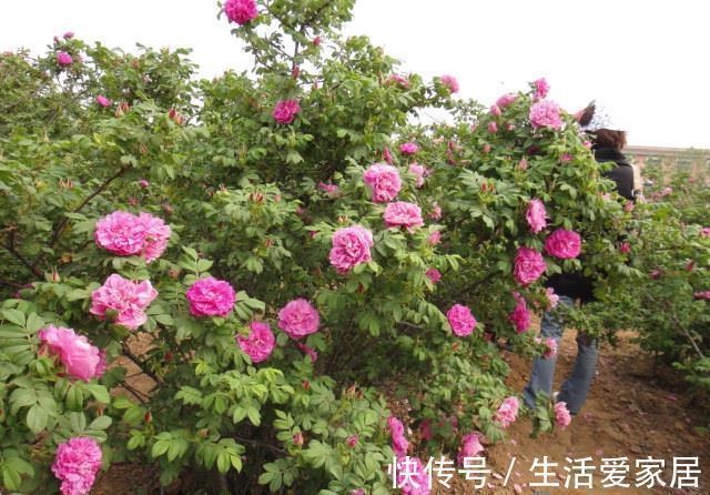 玫瑰花|6种漂亮花,又香又好吃,美食之花,你养过几种?