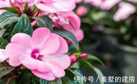 养花试试这几款，花朵大方挺拔，芳香典雅，非常美丽