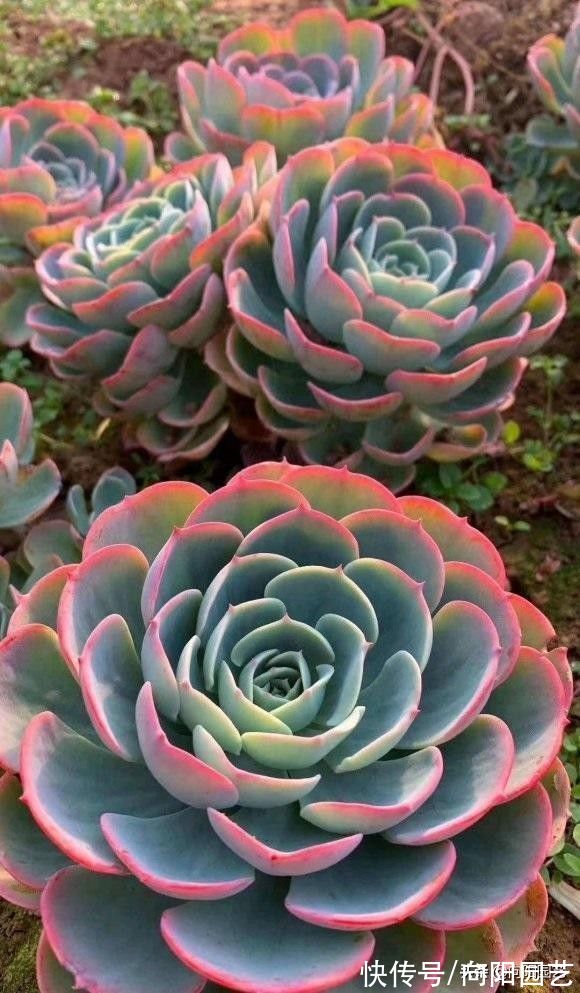 养多肉，露养用大盆，室内养用小盆，针对环境搭配花盆，不烂根