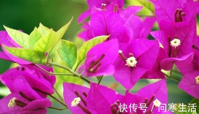 新芽|学会给三角梅“打顶”,小苗变盆景,一年四季花开满枝头